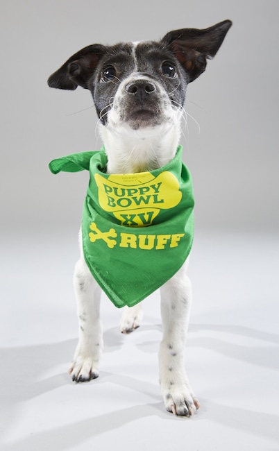 Puppy Bowl XV